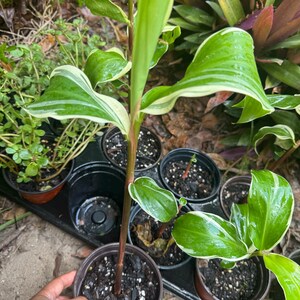 May include: A close-up of several potted plants, including a tall plant with green and white striped leaves. The plants are in small, brown pots, set in a black tray. The leaves have a glossy texture, and the overall scene is outdoors.