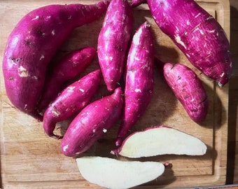 10 Japan cutting Sweet Potato slips / vine -  purple  skin (Murasaki) Sweet Potatoes vines Organic grow