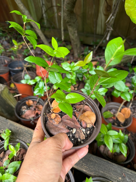 1 or 2 Live Plant Surinam Cherry / Brazilian Cherry Star Cherry Tree  (pitangatuba)/ Pitanga Rojo, Eugenia Uniflora, Tropical Fruit. 4" Pot - Etsy