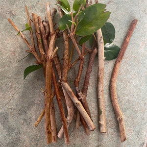 10 Surinam Cherry Tree cutting  6&quot;, Pitanga rojo, Eugenia Uniflora, tropical fruit.