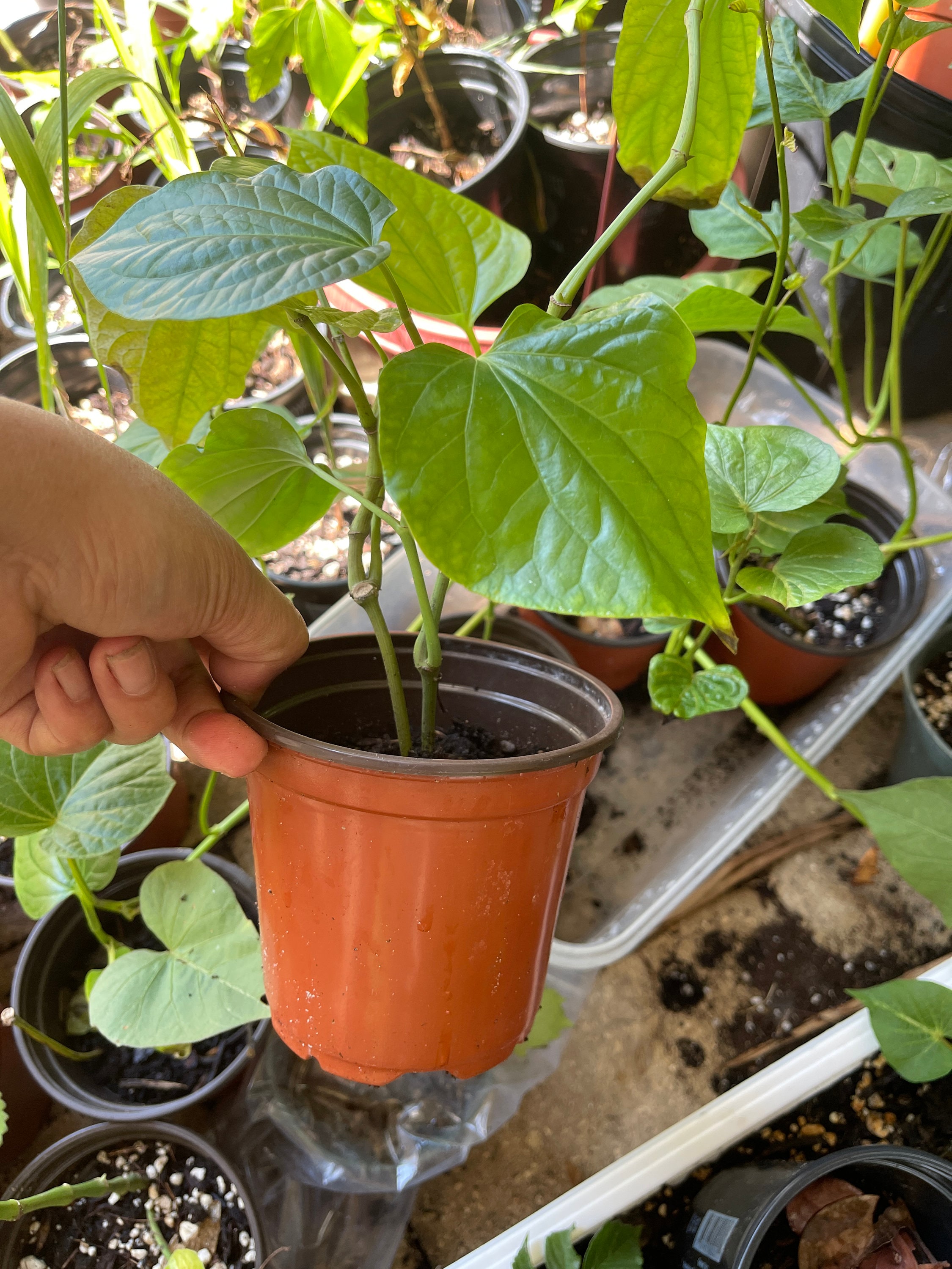 automatic plant watering system diy DIY Auto Flower Watering System main image 0