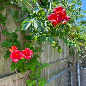 May include: Vibrant red trumpet vine flowers bloom against a weathered wooden fence and chain-link fence. Lush green leaves and vines intertwine, creating a natural, textured backdrop under a bright blue sky. The flowers are in full bloom.