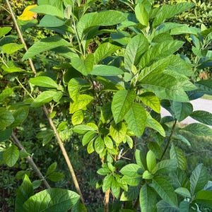 4oz African Bitter Leaf (Vernonia Amygdalina) - 4oz Dry Leaves Onugbu,Cây Mật Gấu, Ewuro, Shiwaka, lá đắng, bitter leaves