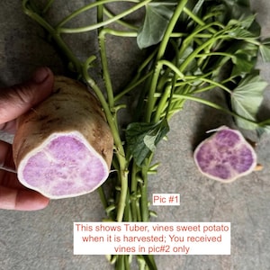 May include: A close-up of a harvested sweet potato tuber with a vibrant purple interior, held by a hand. Green vines and leaves are visible, along with a sliced sweet potato. Text in the image reads: "This shows Tuber, vines sweet potato when it is harvested; You received vines in pic#2 only."
