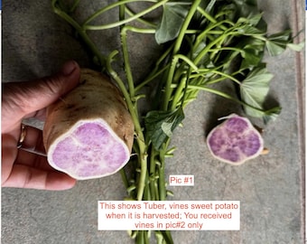 6 or 10 Okinawan Sweet Potato cuttings (6"/each) Khoai Lang Tím/ Hawaiian sweet potato. Japan purple sweet potato Organic grow