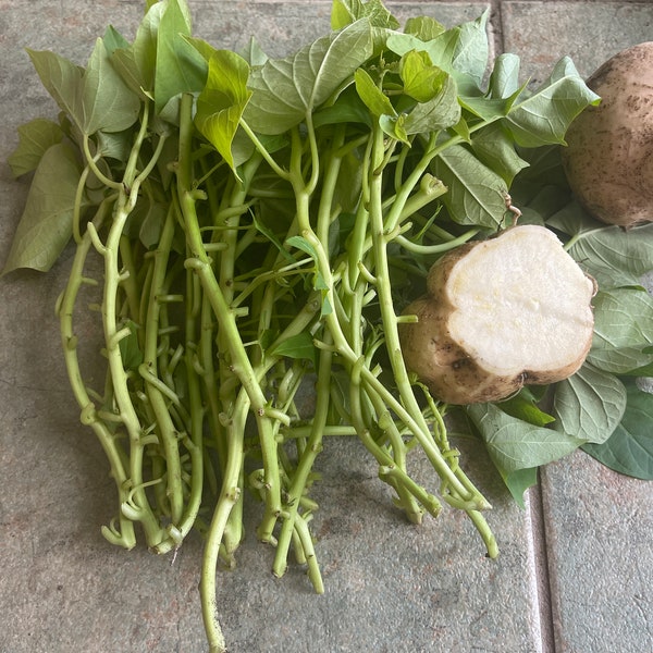 20 Sweet Potato slips / vine -20 cuttings vines ready to plant - white  Sweet Potato (yam)  vine / Japan white sweet potato - Rau lang Nhật