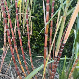 2 live Sugar cane  light  Purple - red / yellow SugarCane Rooted Plants Juicing Chewing Sugarcane Organic grow
