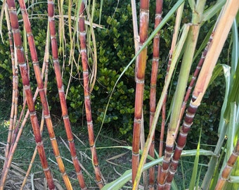 May include: Close-up of a group of tall, red and green sugarcane stalks growing in a field. The stalks are arranged in a vertical pattern, with some stalks leaning against others. The stalks are surrounded by dry, brown leaves.