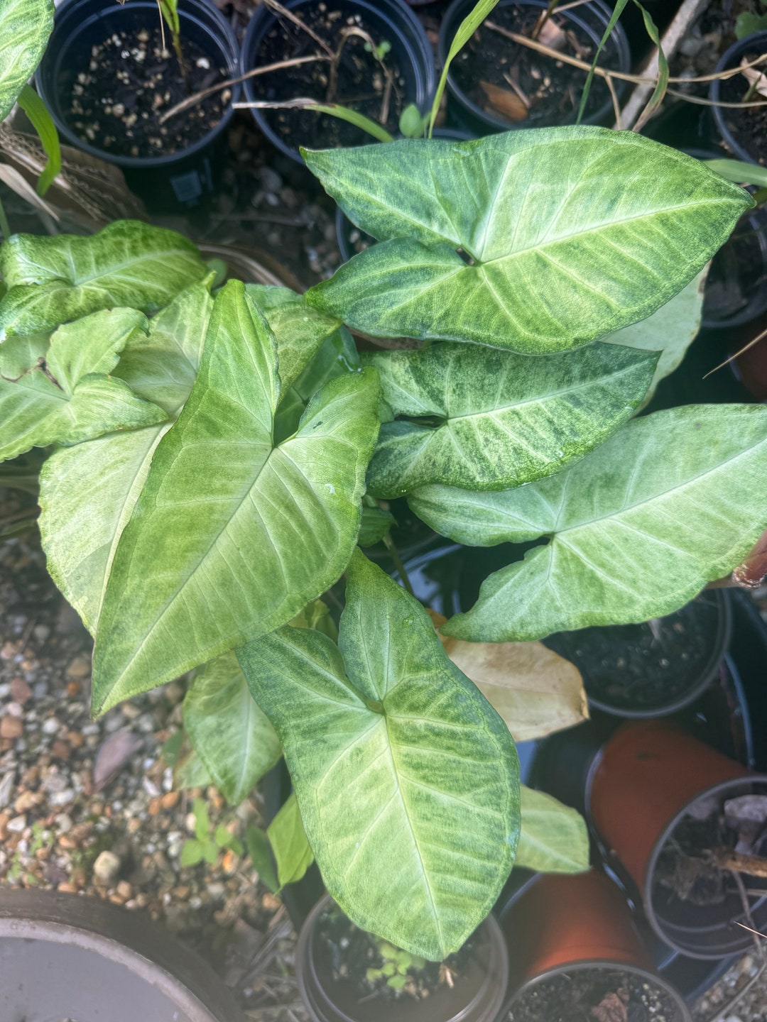 1 Live Arrowhead Plant in 4" Pot - Etsy