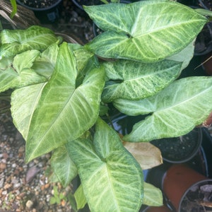 Puede incluir: Primer plano de una planta verde y blanca variegada con hojas grandes en forma de corazón. La planta está creciendo en una maceta y está rodeada de otras plantas.