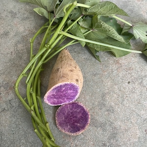 6 or 10 Okinawan Sweet Potato cuttings (6"/each) Khoai Lang Tím. Organic grow