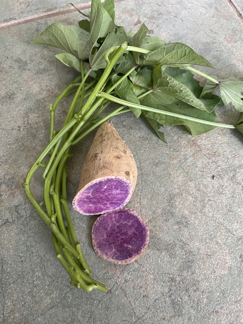 6 or 10 Okinawan Sweet Potato Cuttings 6/each Khoai Etsy