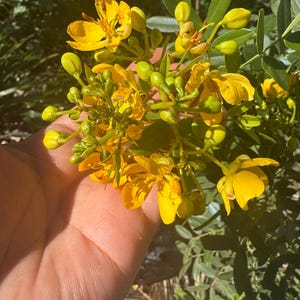 May include: Close-up of bright yellow flowers with multiple petals and green buds. The flowers are in full bloom, with some petals showing slight imperfections. The image is set against a backdrop of green leaves and foliage.