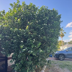 May include: A large, lush green bush with white flowers, set against a bright blue sky with fluffy white clouds. A blue SUV is parked on a gravel driveway, with a palm tree and houses in the background.
