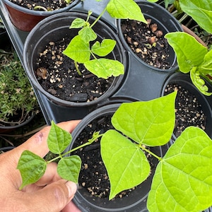 May include: Close-up of several small green bean plants in black plastic pots. The plants have bright green leaves and are in a black tray. The soil is dark brown. A hand is holding one of the pots.
