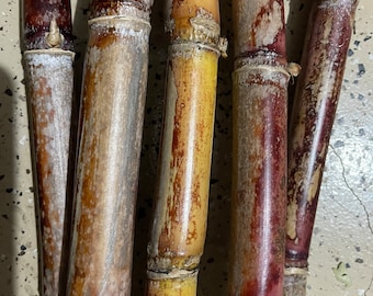 2 cutting  Sugar cane  light  Purple - red / yellow SugarCane Rooted Plants Juicing Chewing Sugarcane Organic grow