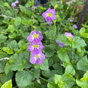 May include: Purple flowers with white centers bloom on green vines. The flowers are clustered together in groups of three.