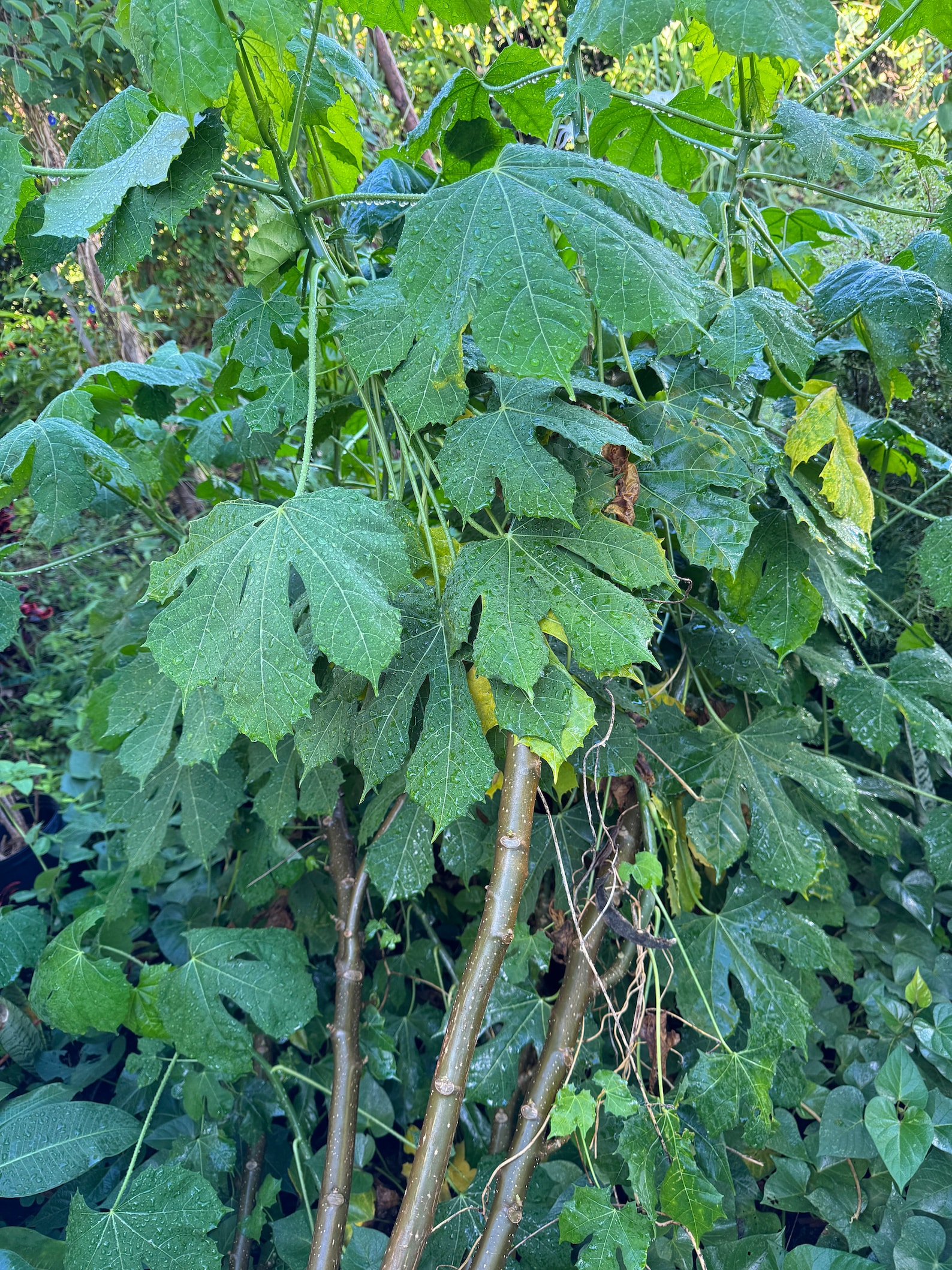 6 Chaya Cutting : TREE SPINACH Fresh Cuttings ( Not Rooted) / Chaya ...