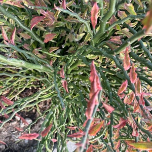 May include: A close-up of a green and red plant with thin, branching stems and small, pointed leaves. The plant has a unique, spiky texture and a vibrant color combination.