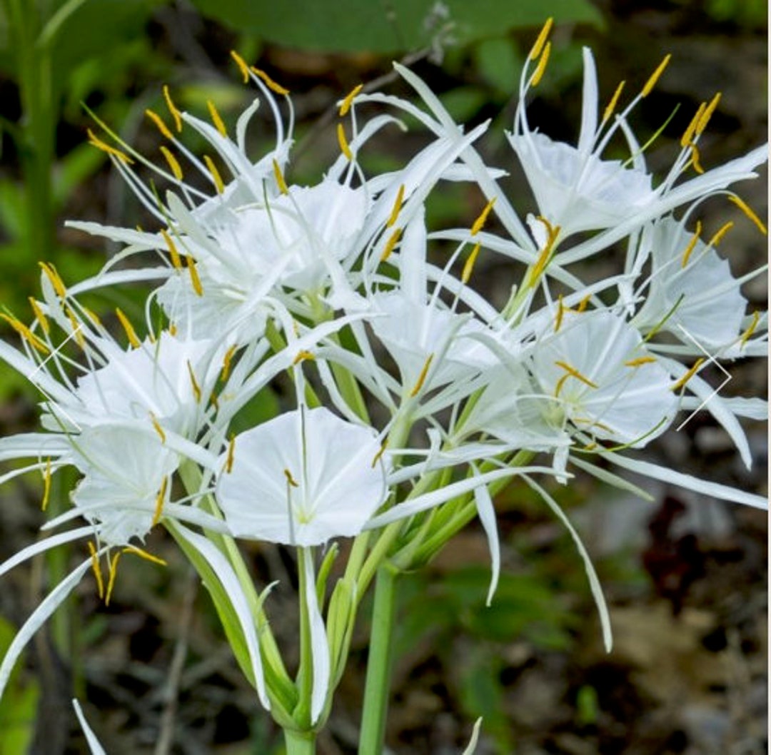 1 White Spider Lily / Hymenocallis Festalis Zwanenburg Medium or Large Bulbs Zone 311 / Live