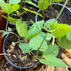 May include: Overhead shot of several small potted plants. The plants have heart-shaped, light green leaves and thin, green stems. The pots are black and filled with dark soil. Some of the leaves have dark spots.