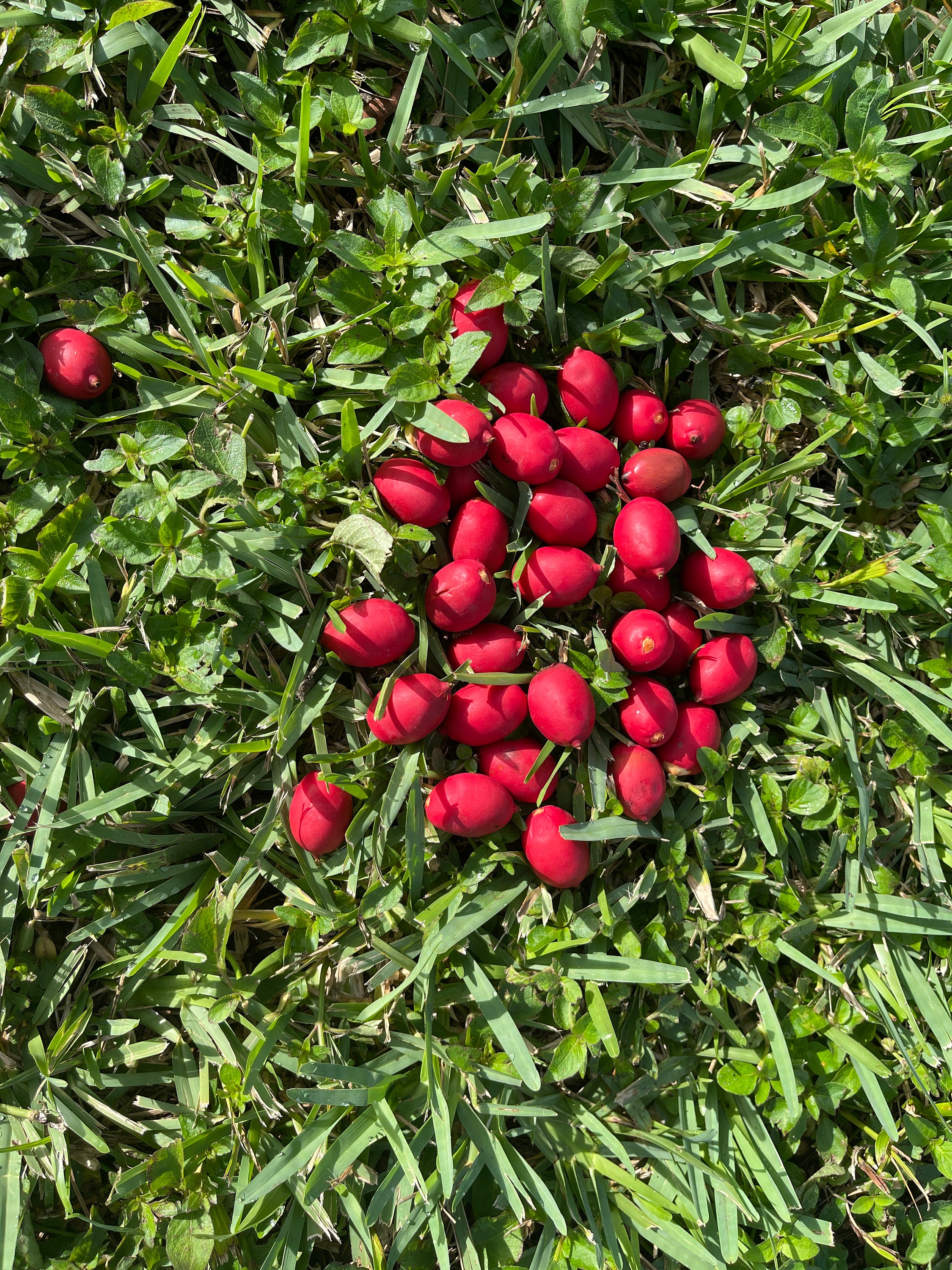 200 Christmas Palm Tree Seeds Etsy