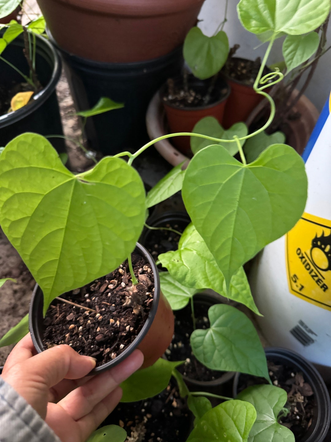 Live Plant Tinospora Cordifolia, Also Known as Giloy or Guduchi , Dy au  Xng 6-12 " Vine , in 4" Pot. - Etsy