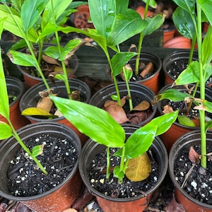 May include: A collection of young ginger plants in small brown pots. The plants have vibrant green leaves and are set against a backdrop of soil and fallen leaves. The pots are arranged closely together, suggesting a nursery setting.
