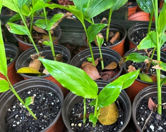 May include: A collection of young ginger plants in small brown pots. The plants have vibrant green leaves and are set against a backdrop of soil and fallen leaves. The pots are arranged closely together, suggesting a nursery setting.