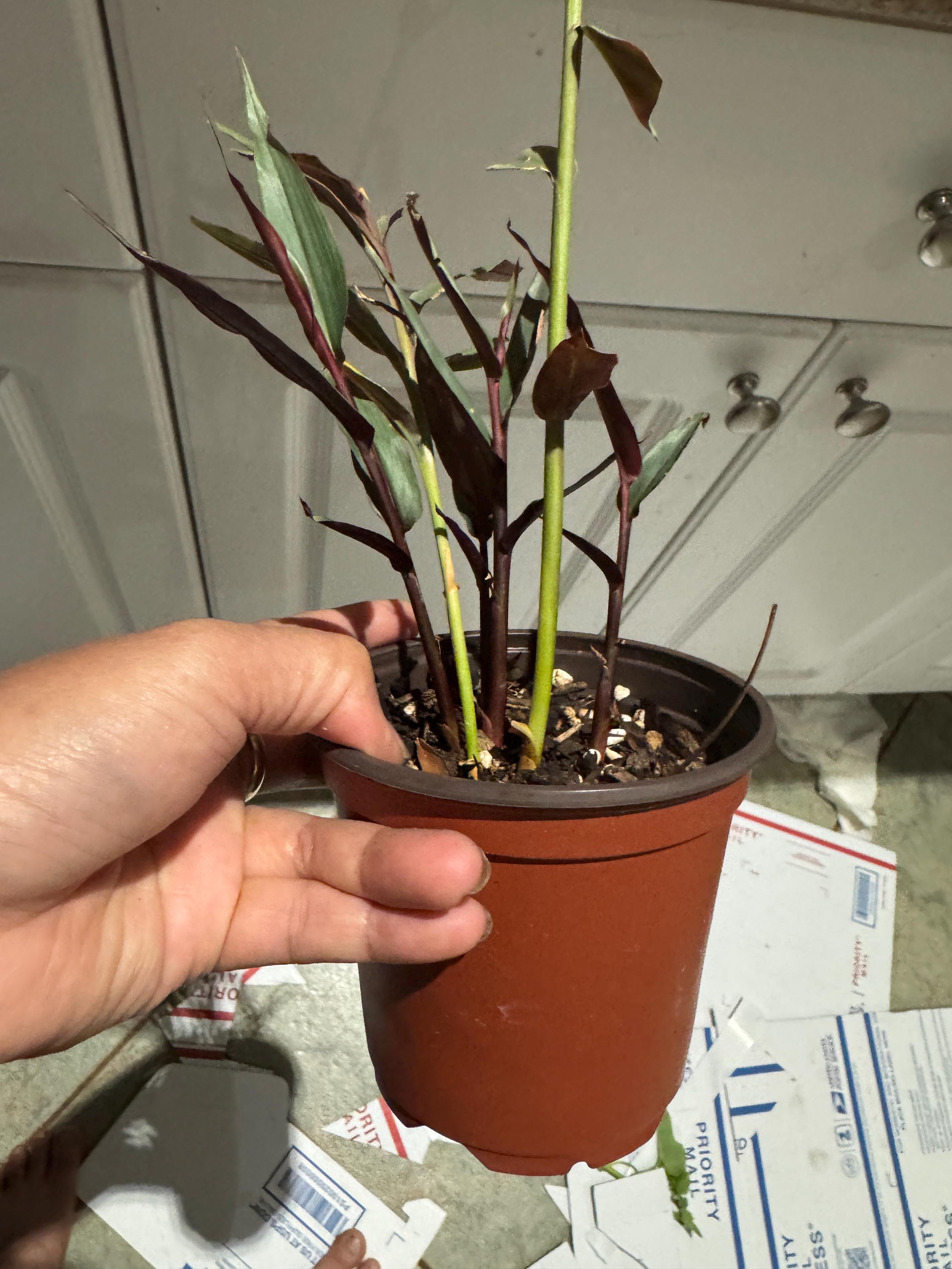 Alpinia Luteocarpa 'red Rubin' (red Bamboo) Bare Roots Stalks or