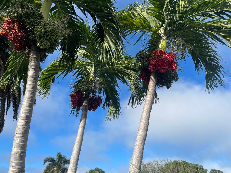 200 Christmas Palm Tree Seeds Etsy