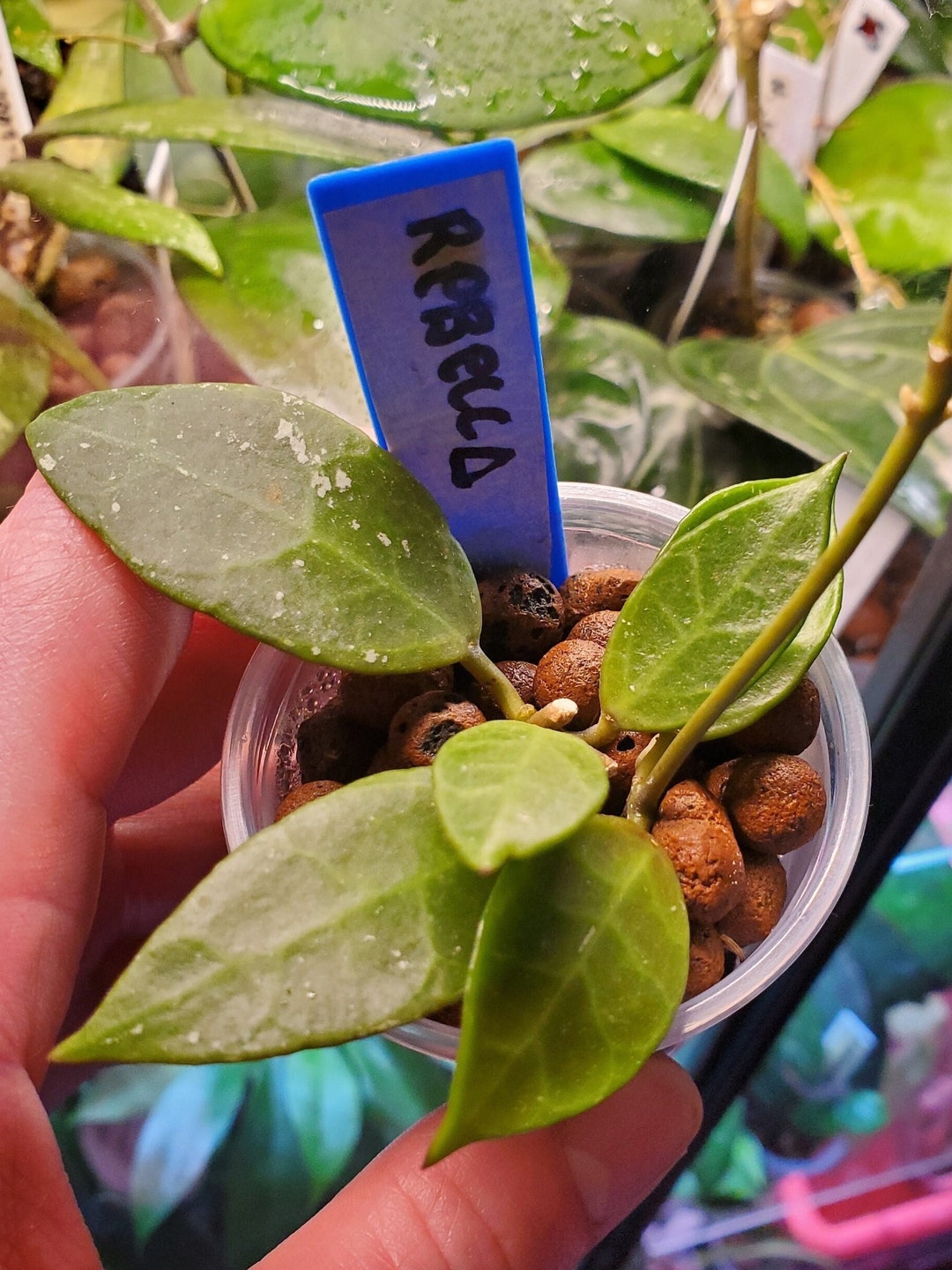 Hoya Rebecca rooted in Leca With New Growth Etsy