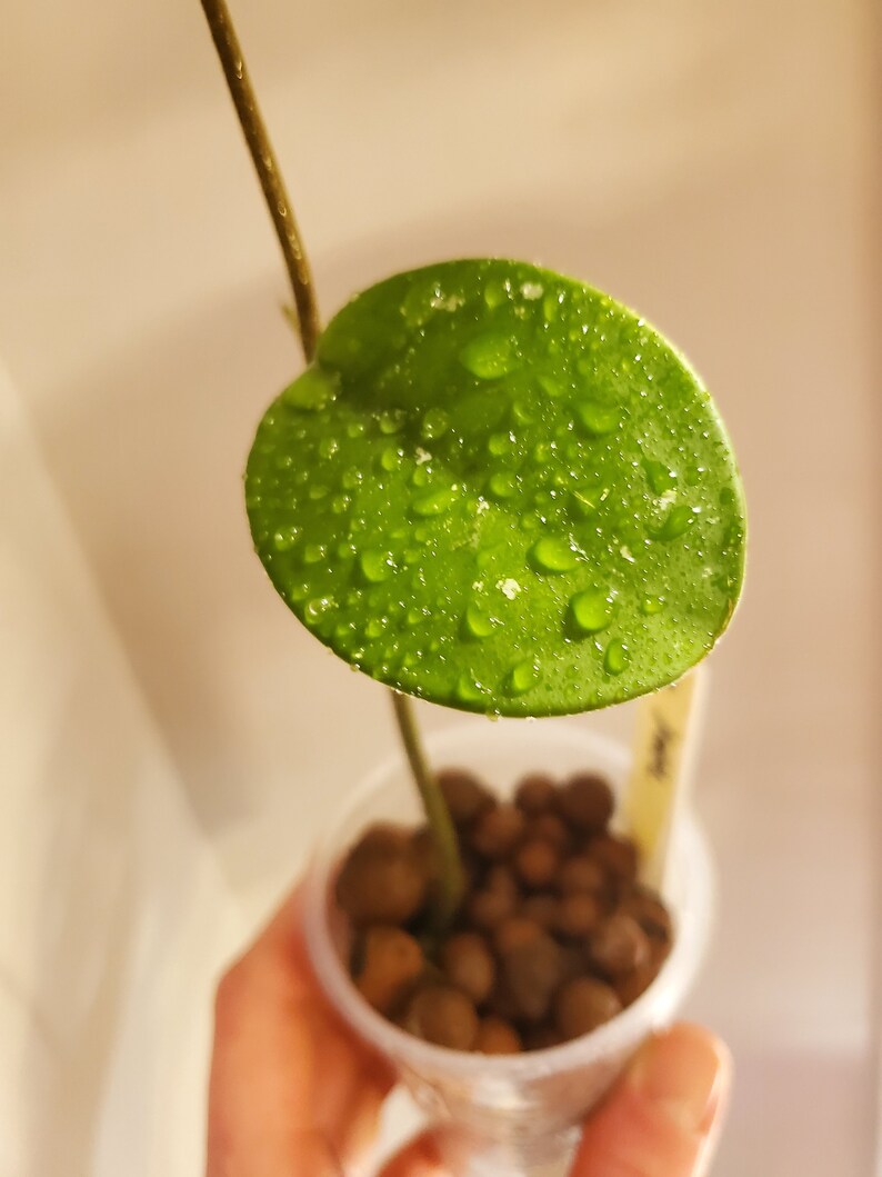 Hoya Joel rooted in Leca With New Growth Etsy
