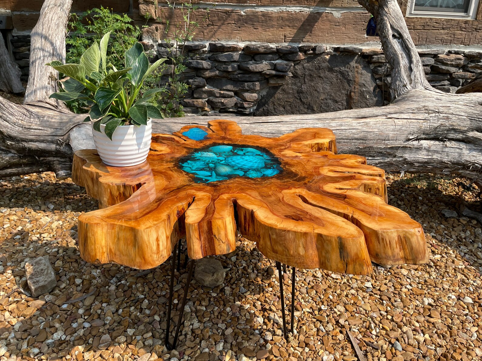 Cypress Crosscut Natural Stump Slab Seashell Table Etsy