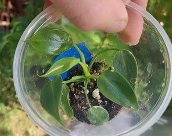 Philodendron Quelali Round X Spiritus Sancti - Etsy