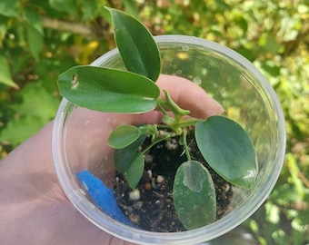 その他観葉植物 122 quelali round x spiritu sancti Philodendron