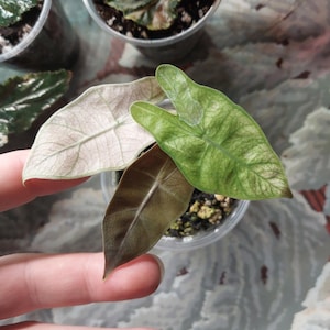 May include: A small Alocasia plant in a clear plastic pot featuring three distinct leaves: one pale cream-colored leaf, one vibrant green leaf with visible veining, and one dark brown leaf. The plant is potted in soil with perlite.