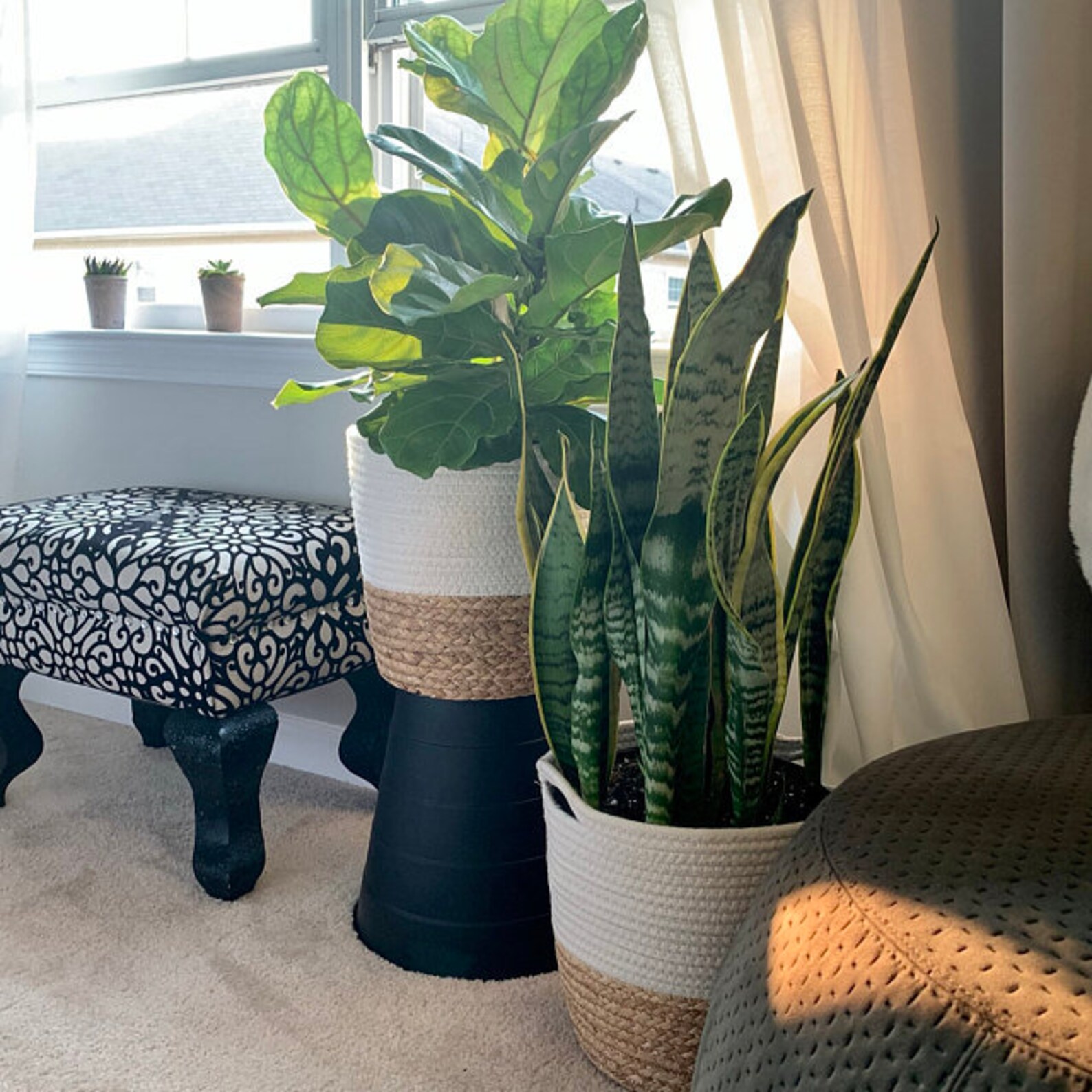 Giant Snake Plant Sanseveria The Perfect Trendy Plant
