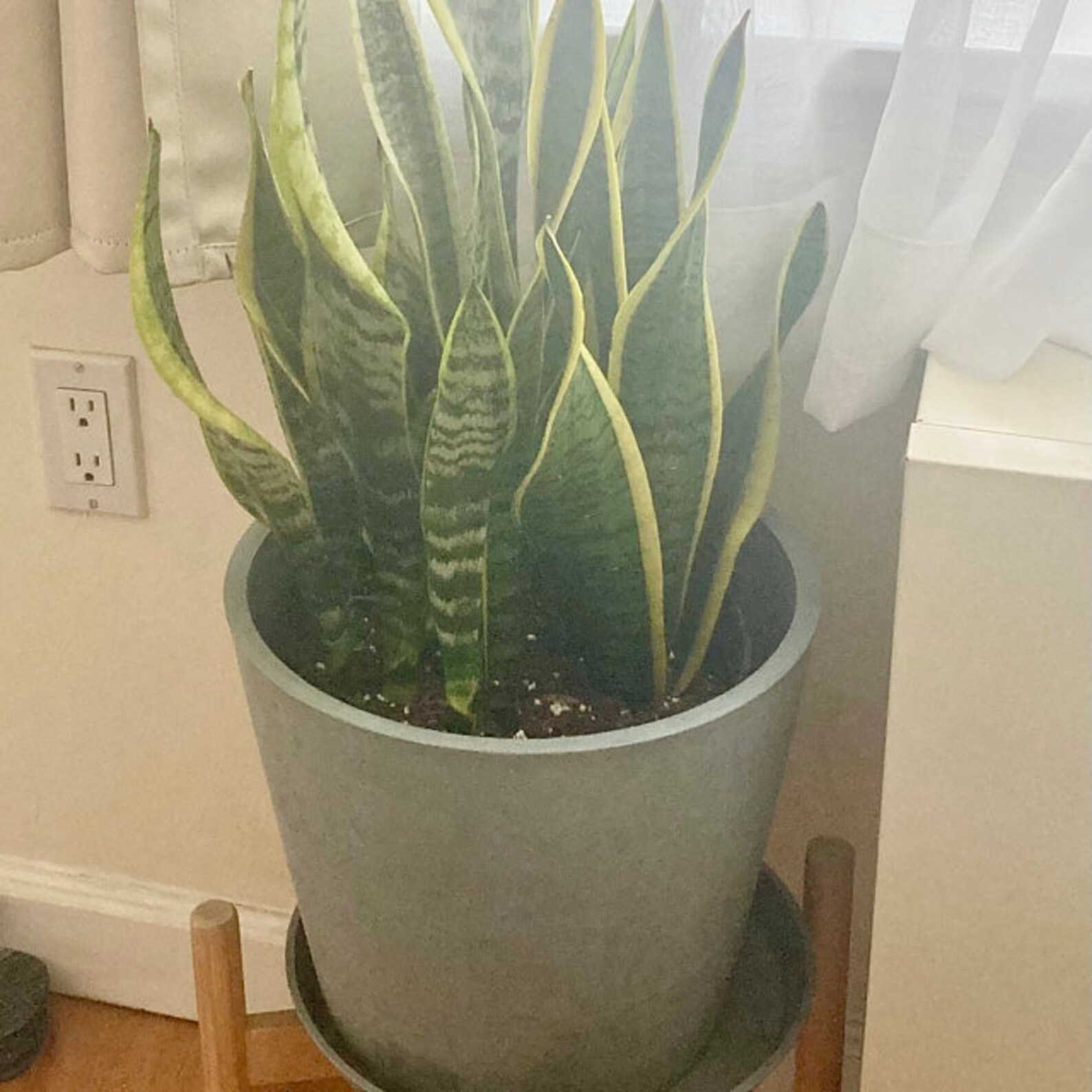 Giant Snake Plant Sanseveria The Perfect Trendy Plant