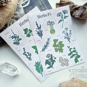 Witches Herbs Identification Sticker Sheet - Witchcraft Correspondence Stickers, Spells and Rituals, Green Witch, Botanicals, Healing Herbs