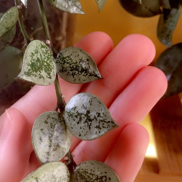 Hoya Krohniana Super Silver,Silver Hoya, Hoya Krohniana, Rare Hoya,Variegated Hoya, CA Seller, Free Shipping