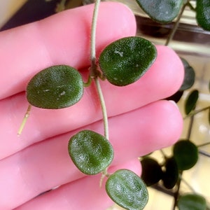 Hoya Serpens, Hoya Serpens Cutting, Hoya Bundle, Free Shipping, Read Description