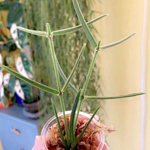 Hoya Linearis, UNROOTED CUTTING, Free Shipping, Read Description