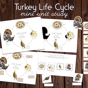 Turkije Levenscyclus Mini-eenheidstudie | Montessori en Charlotte Mason Aquarel Thanksgiving Wetenschap Natuurstudie-eenheid