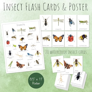 INSECT Flash Cards and Poster, Printable, Bugs and Insects Montessori Cards, Nature Study for Spring and Summer, Wall Art