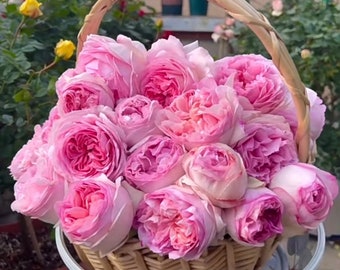 Yves Rose【l'esprit De Fille| レスプリドフィーユ】1.5 Gal Japanese