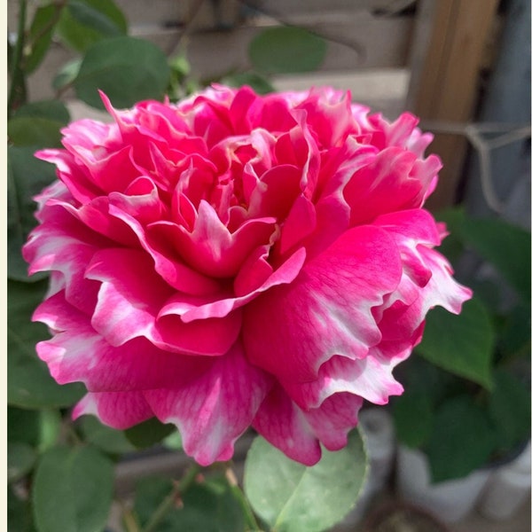 Rose{Purple Mist Frost |紫雾凝霜}|  2 Gal+ - New Varieties OwnRoot| Wavy Bloom| Strong Adaptability| Lotus| Floribunda Rosa| 天狼|