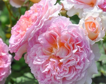 Rose【Träumerei｜トロイメライ】-2 Gal OwnRoot ｜New Variety- 2020｜梦幻曲| Heat Resistant| Strong Growth| Rich in color| Easy to Grow| 夢幻曲 |