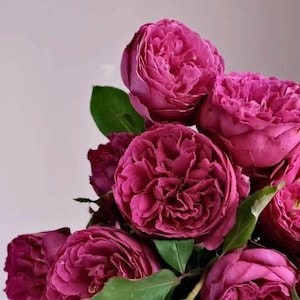 Yves Rose【Scent Garden| ジャルダンパフューメ】｜Japanese 1 Gal Own Root| Peony-shaped |Strong Fragrance| 迷情芳香| 芳香花园| Jardin parfume| Heat &cold resist