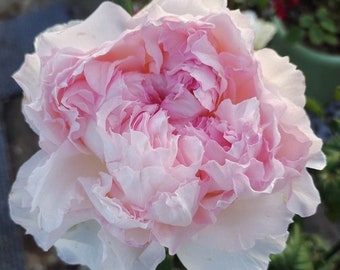 May include: A large, pale pink peony flower with ruffled petals. The flower is in full bloom and has a delicate, feminine appearance.